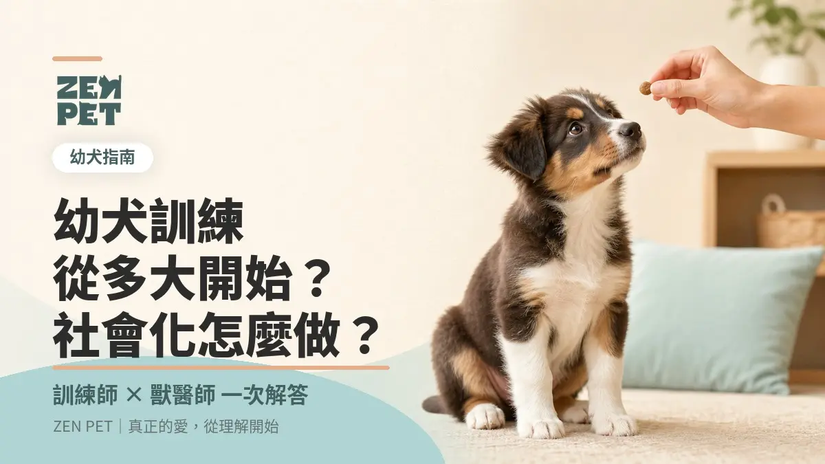 幼犬訓練從多大開始？社會化怎麼做？