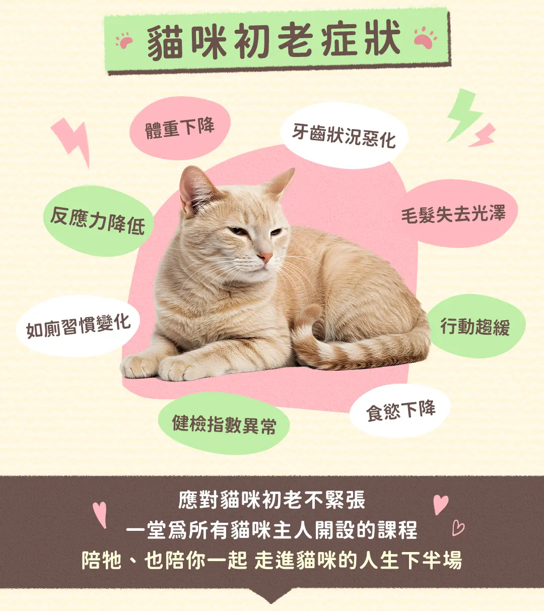老貓照護白話文-課程頁面_04.jpg 老貓照護白話文-課程頁面_04.jpg