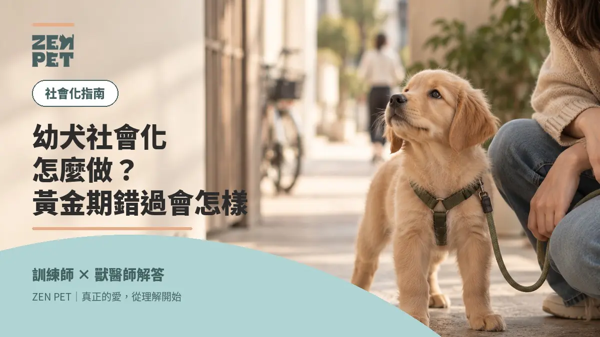 幼犬社會化有黃金期，越早越好但還有這些注意事項